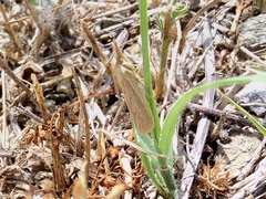 Ematheudes punctella