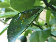 Rhynchocoris longirostris