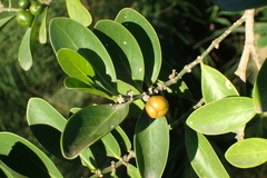 Suregada aequorea