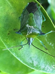 Rhynchocoris longirostris