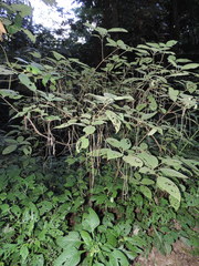Boehmeria macrophylla