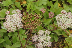 Ligusticum scothicum