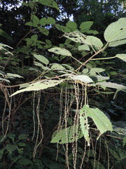 Boehmeria macrophylla