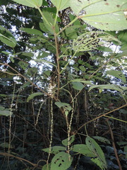 Boehmeria macrophylla