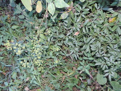 Heteromorpha arborescens