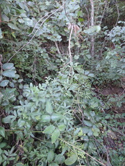 Heteromorpha arborescens