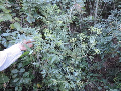 Heteromorpha arborescens