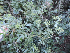 Heteromorpha arborescens