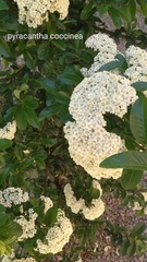 Pyracantha coccinea
