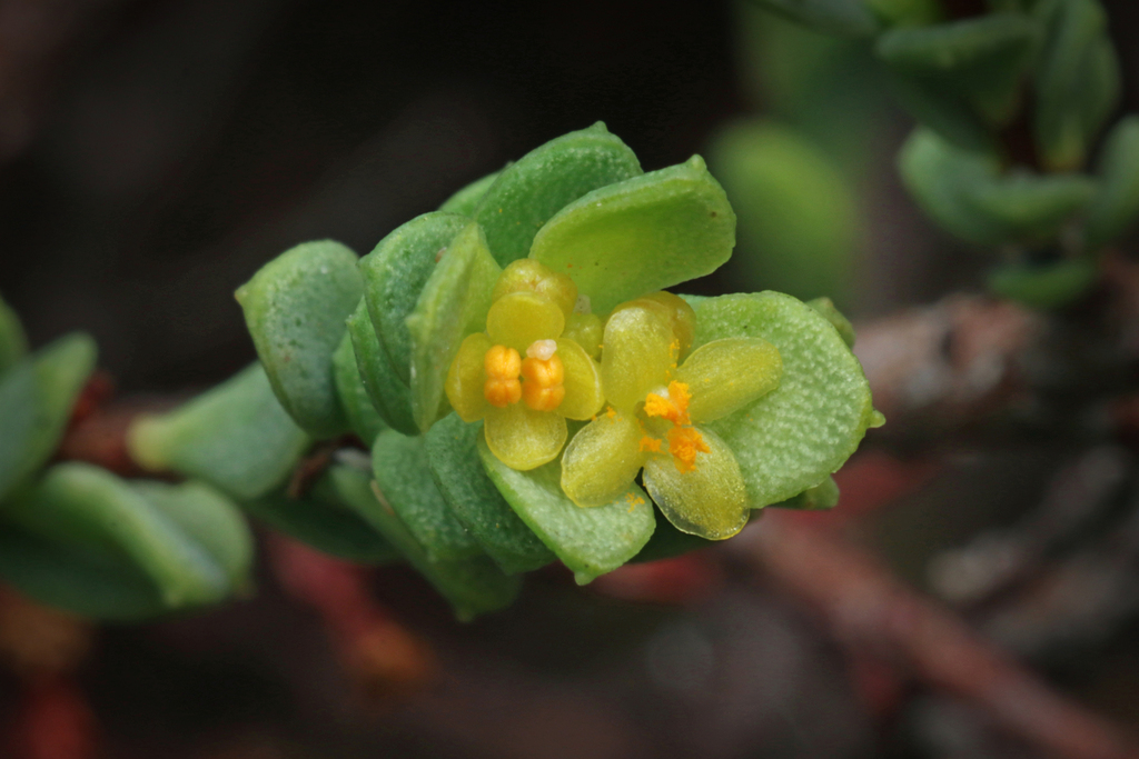 thyme riceflower
