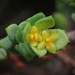 Pimelea serpyllifolia - Photo (c) Connor Margetts, μερικά δικαιώματα διατηρούνται (CC BY), uploaded by Connor Margetts