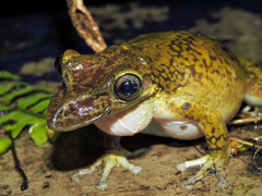Triprion spatulatus