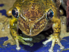 Triprion spatulatus