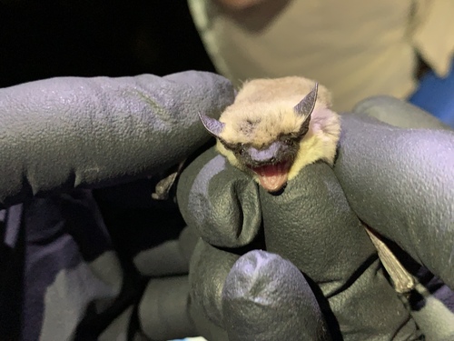 Canyon Bat photographed in Nevada