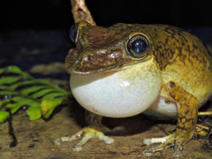 Triprion spatulatus