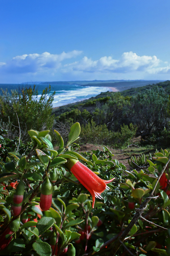 Correa pulchella J.B.Mackay ex Sweet