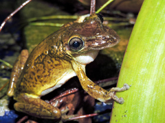 Triprion spatulatus
