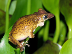 Triprion spatulatus