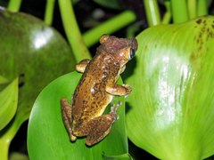 Triprion spatulatus