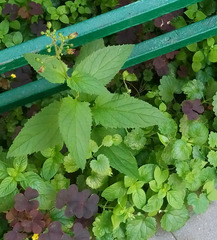 Scrophularia chlorantha