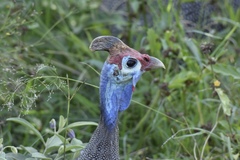 Numida meleagris mitratus