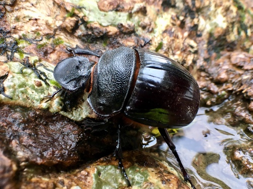 Heliocopris bucephalus