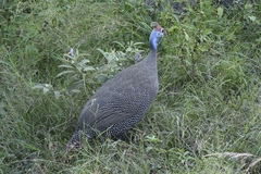 Numida meleagris mitratus