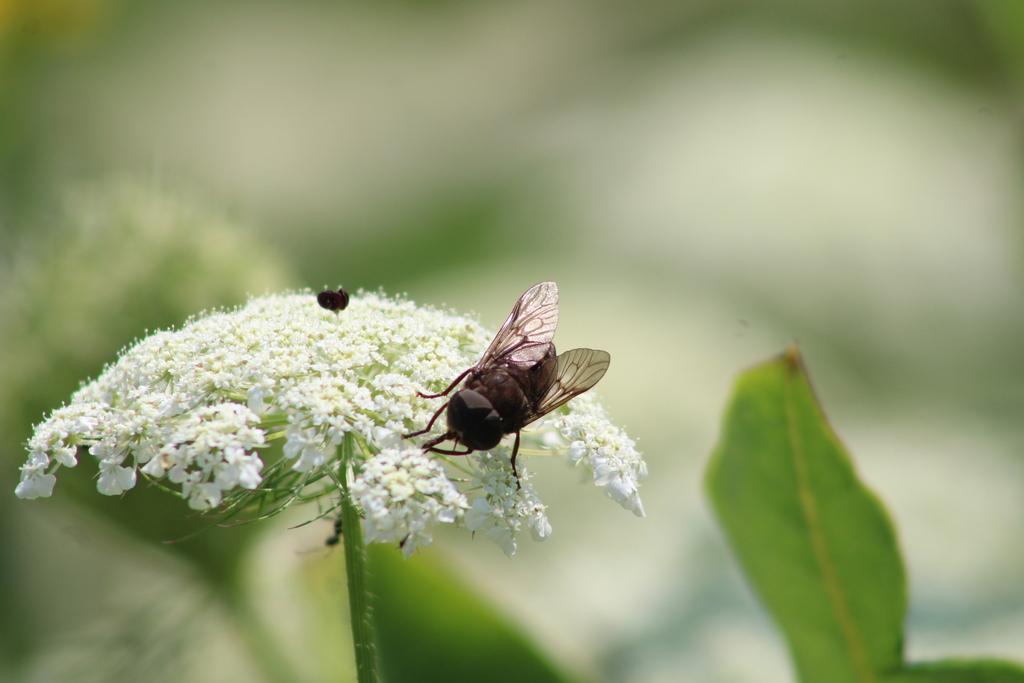 Chained Horse Fly
