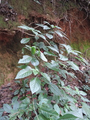 Achyrospermum carvalhoi image