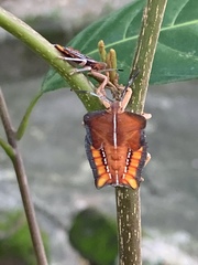 Tessaratoma papillosa