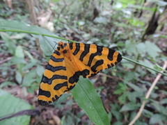 Amphicallia bellatrix