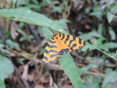 Amphicallia bellatrix