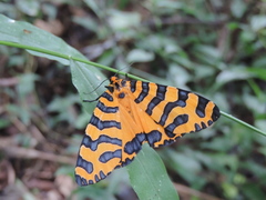 Amphicallia bellatrix