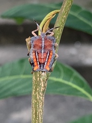 Tessaratoma papillosa