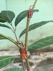 Tessaratoma papillosa