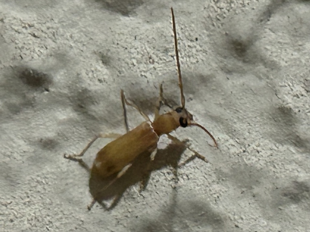 Iranobrium