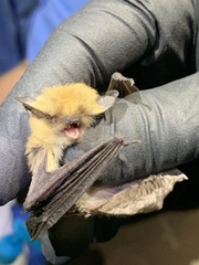 Myotis californicus