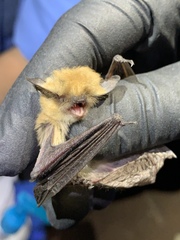 Myotis californicus