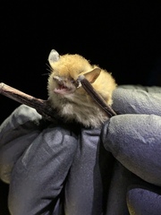 Myotis californicus