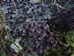 Pseudocyphellaria cinnamomea