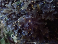 Pseudocyphellaria cinnamomea