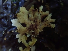Pseudocyphellaria cinnamomea