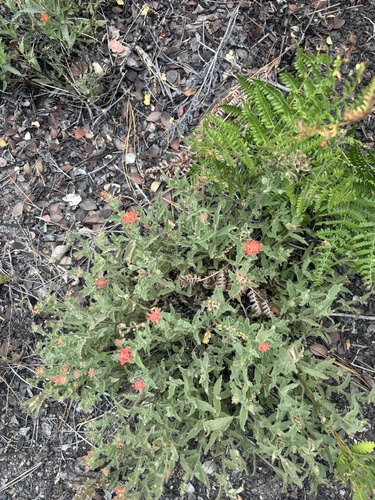 iNaturalist observation photo of Paintbrushes