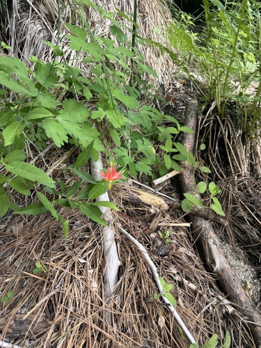 iNaturalist observation photo of western columbine