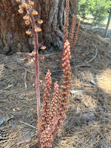 iNaturalist observation photo of woodland pinedrops