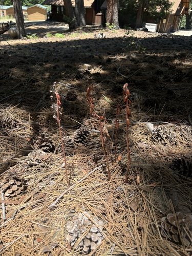 iNaturalist observation photo of spotted coralroot