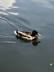 Anas platyrhynchos