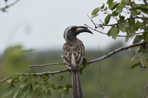 African Gray Hornbill