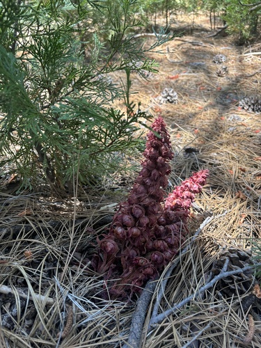iNaturalist observation photo of Snowplant