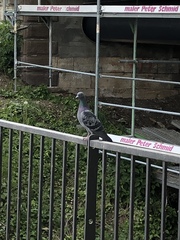 Columba livia domestica